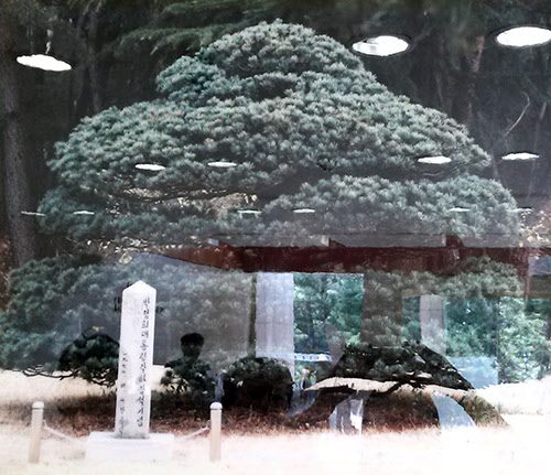 1970년 4월 1일 박정희 대통령이 영일대에 기념으로 심은 나무.